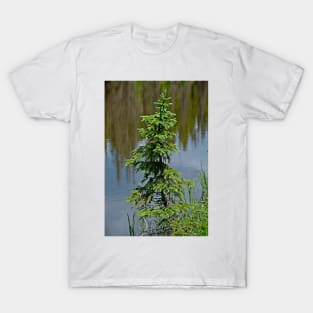 Lake Irene 2018 Study 3 T-Shirt